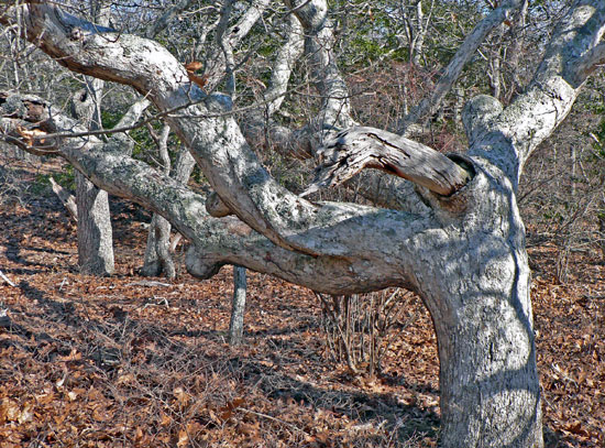 Twenty years after a fire destroyed the above-ground portion of this oak