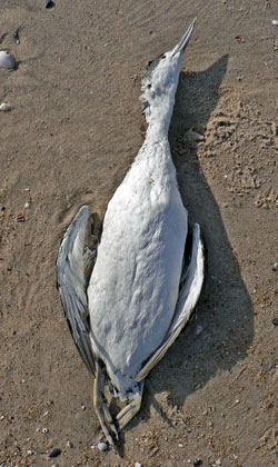 One of the 36 Red-throated Loons found dead on the Amagansett and Napeague ocean beaches last week. Note the bright white undersides