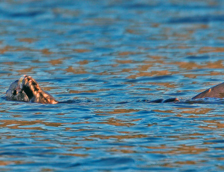  prey are eaten on the surface of the water.