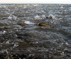  many fisherman were treated to the
sight of a huge school of striped bass—photographed by David Carr—feeding
on baitfish close to shore in Oyster Pond Bend.