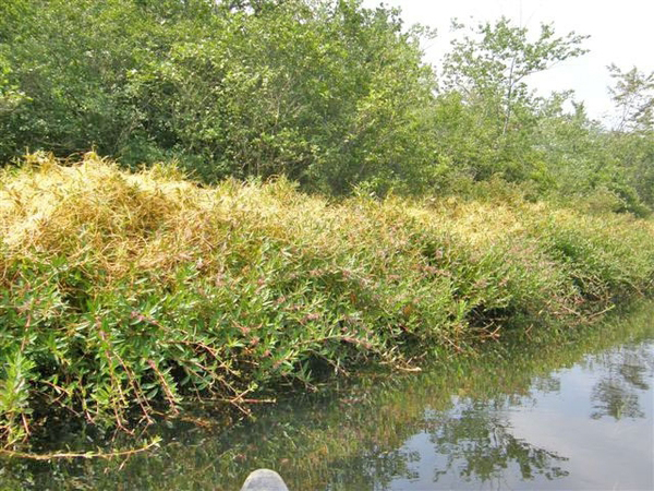 This section of the Nissequogue