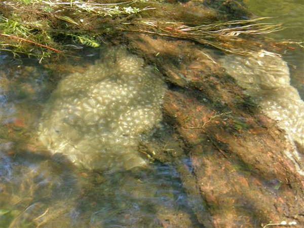  is lined with the arching stems and purple flower clusters of water willow