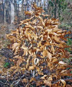 Some deciduous trees hang onto
their dead leaves throughout the winter.