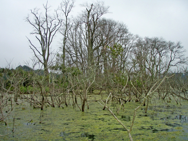  also known as swamp loosestrife. Photo Elizabeth Marcellus