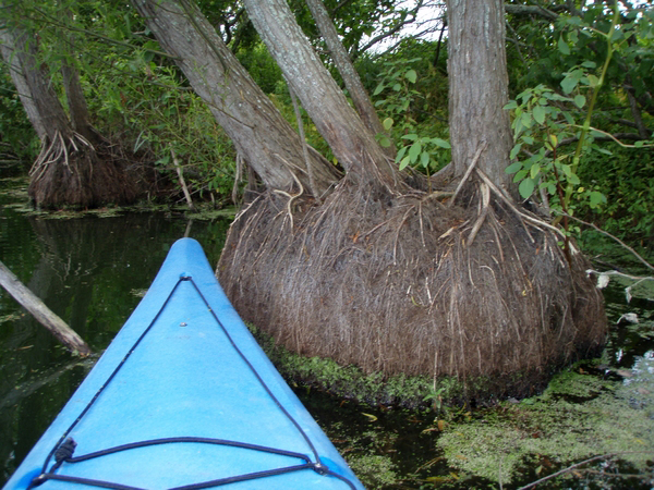 These jelly-like masses in the upper Nissequogue