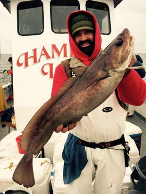  but Dave Schwartz caught this nice pollock a couple weeks ago aboard the Viking Starship Courtesy the Viking Fleet