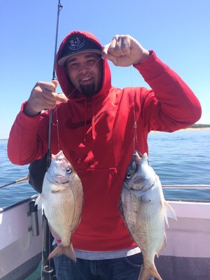 Porgies are still the hot ticket in the Peconics