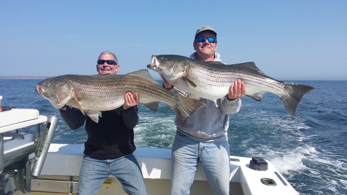 Bill Sommo and Bob Gannon with a pair of slob stripers caught last week aboard the Blue Fin IV charter boat off Montauk. Capt. Michael Potts/Blue Fin IV