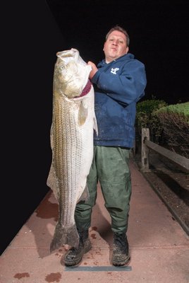 Jason Pecoraro weighed in this 50 pound striper caught from the sand beaches in Montauk last week. Courtesy Paulies Tackle of Montauk