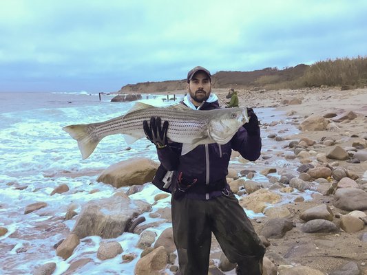 Steve Lobosco of Sag Harbor pulled this 21-pound striped bass from the Montauk surf on Sunday. Adam Flax