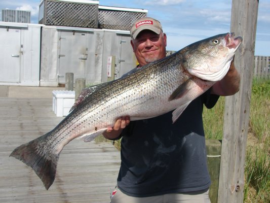 Brad Reis caught this 35-pound striper outside Shinnecock Inlet. Lanny Molnar