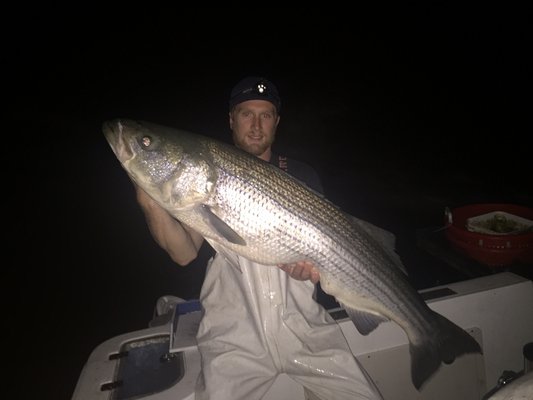 Mike Madr from White Water Outfitters in Hampton Bays decked this tubby striper while fishing with Chancey Charters in the rips off Montauk last week before the onset of the storm. Capt. Hugh Chancey