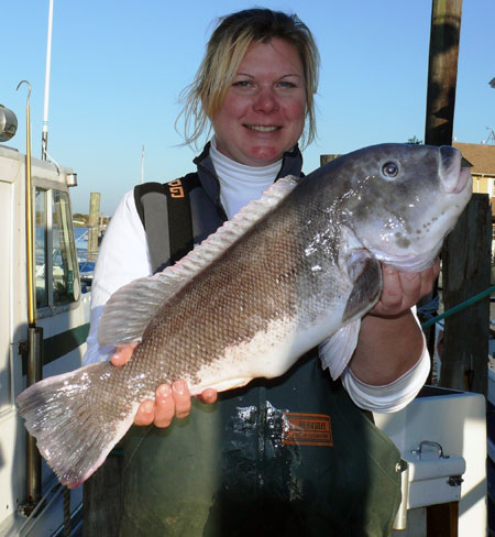 Sharon Quarismo got this nice blackfish aboard the Montauk charter boat Miss Montauk over the weekend.  JACK YEE