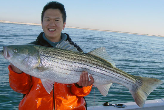 Peter Parker got this 31 pound striper outside Moriches Inlet last week with Capt. Paul Peluso of Mama Mia Charters.