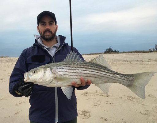 There are still keeper striped bass for surfcasters to catch