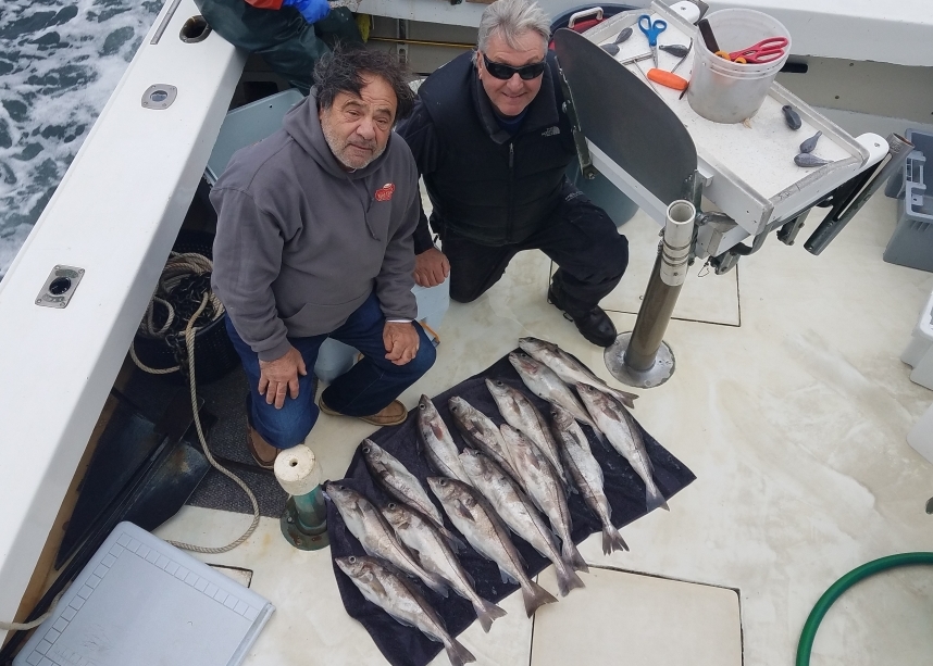 Rich and Will Callas got in on the rare haddock action that's been available south of Montauk lately while they were aboard the Blue Fin IV charter boat with Capt. Michael Potts last week. Capt. Michael Potts