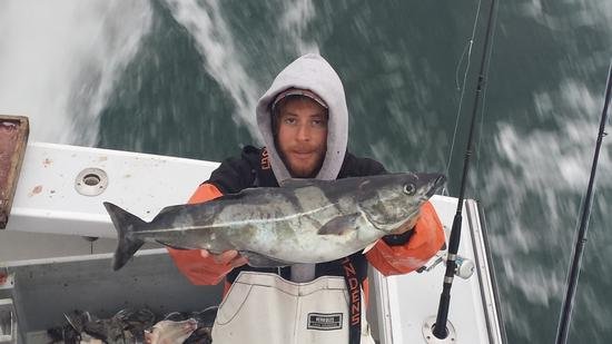 The crews don't get in the photos enough. Here's Capt. Harry Garrecht with a nice pollack caught recently aboard the Breakwater off Montauk. Capt. Michael Potts