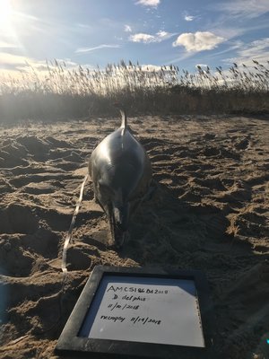 A dead dolphin was reported on Monday