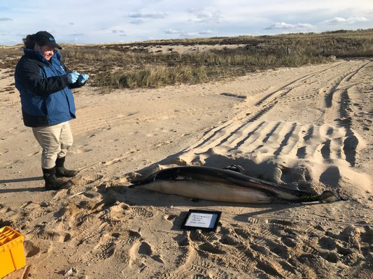 The Riverhead Foundation for Marine Research and Preservation rescued a stranded Risso's dolphin at Louse Point on Monday