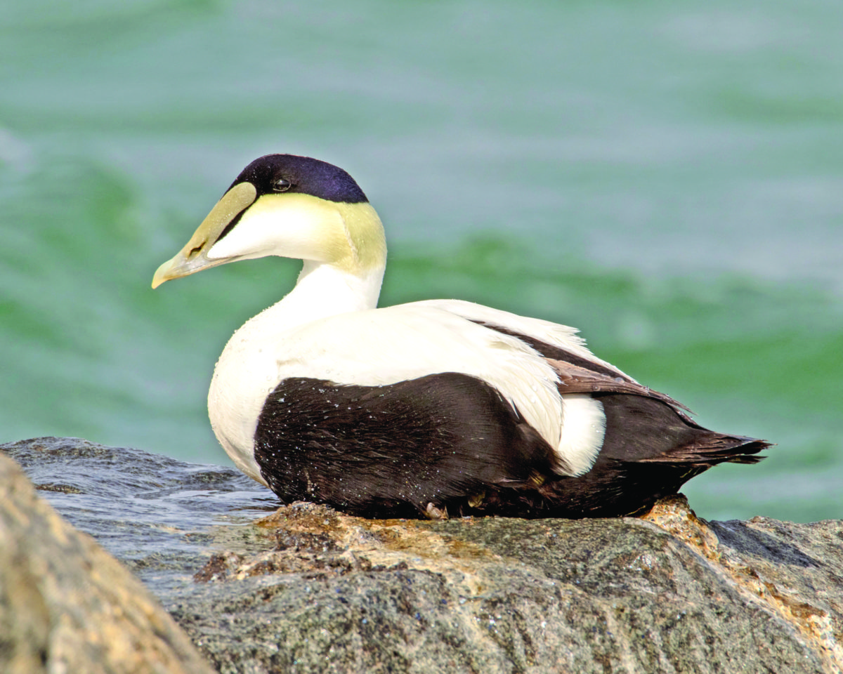 Drake common eider