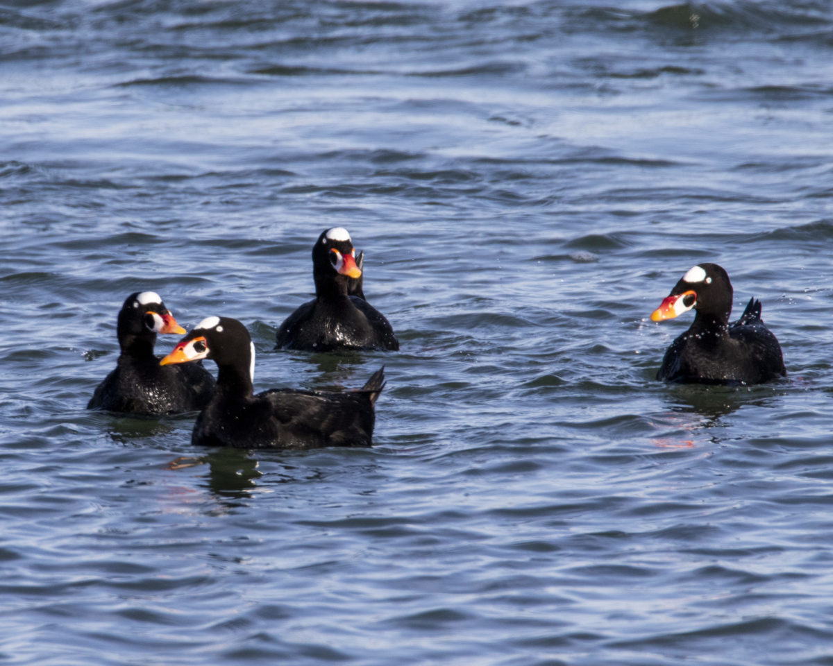 Drake surf scoters