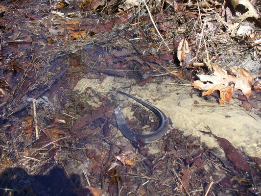 A half dozen dead eels were found at the north end of Long Pond last week CALLIE VELMACHOS
