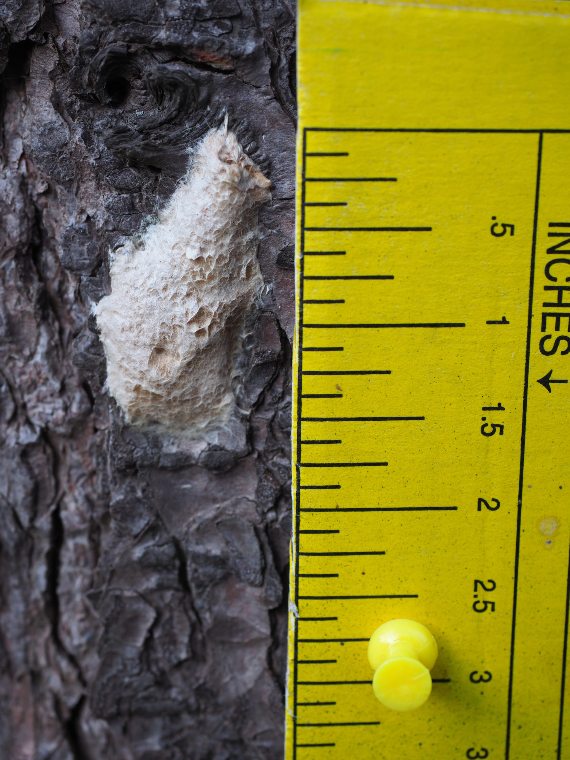 Observed from only a few inches, the gypsy moth egg mass is a buff- or straw-colored feature on tree bark that has the look and consistency of insulation spray foam. Just under 2 inches long and a half inch wide, these egg masses should be scraped off the tree and into a container of soapy water during the winter months.