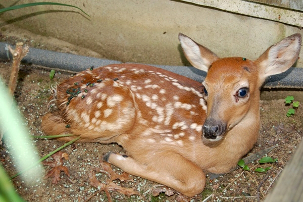  this female fawn has probably stopped nursing and is foraging on its own. MIKE BOTTINI