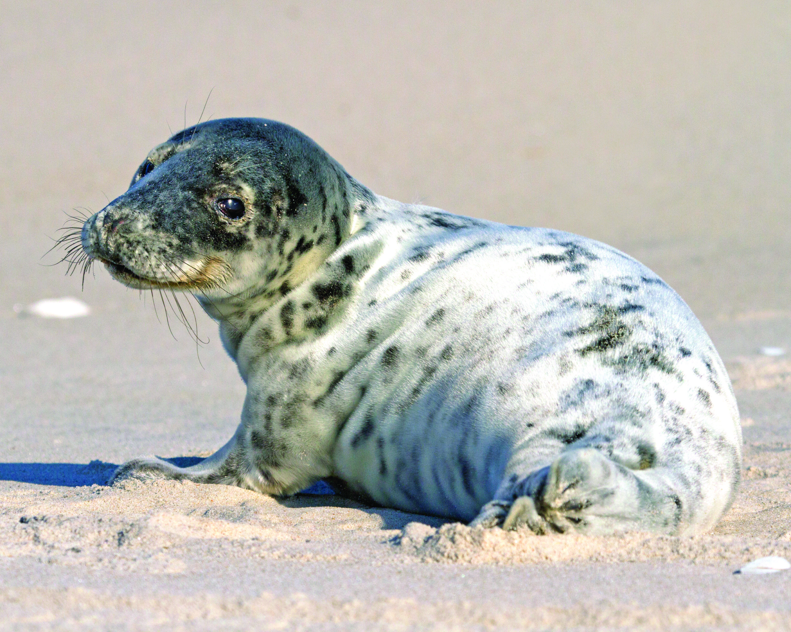 Female grey seal pup