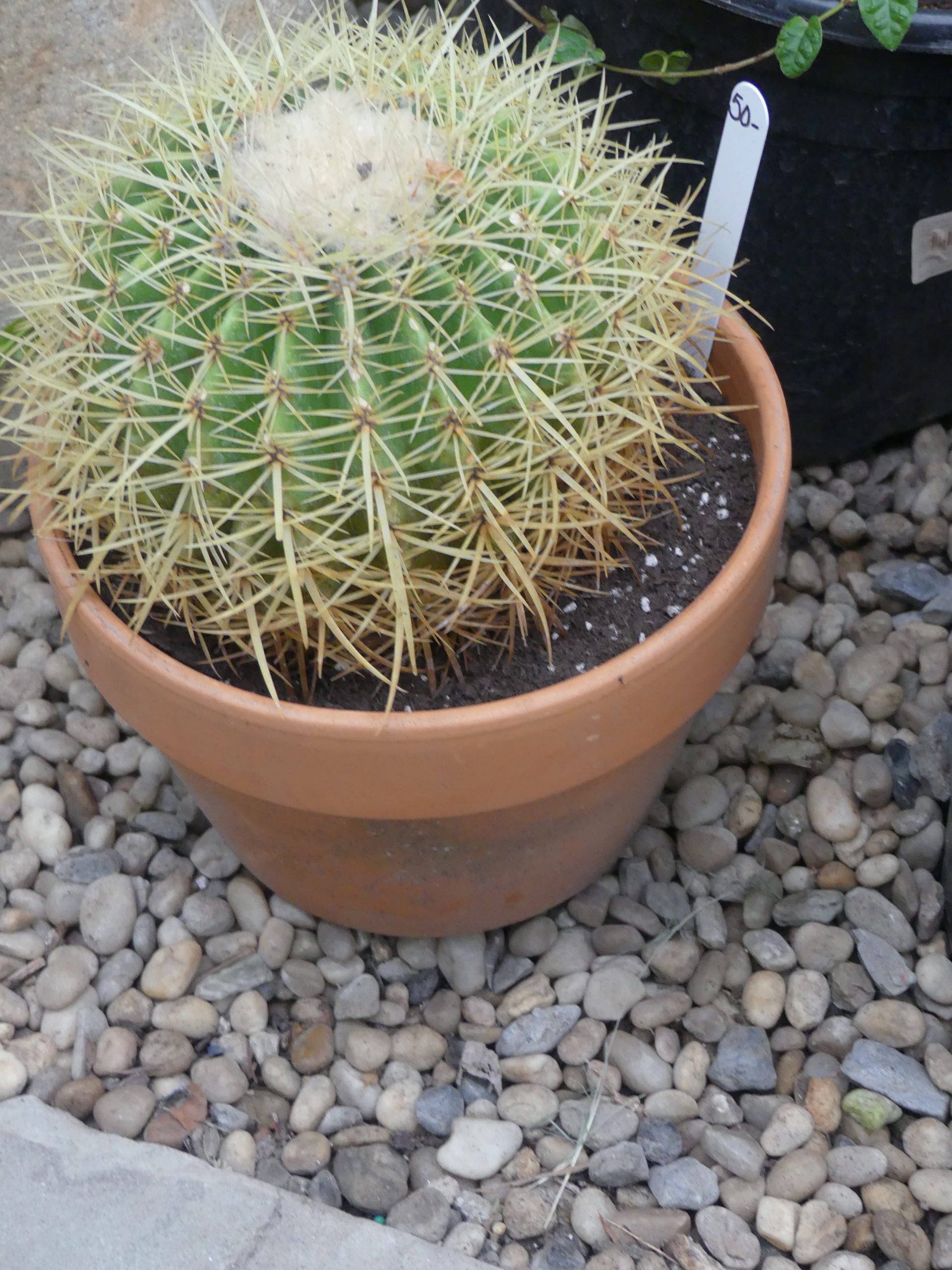 The price of this cacti ($50) is pretty clear, but it has no care or name tag. It’s probably in the Mammillaria group that includes 170 species. At least it’s in a clay pot, but it’s too big. Cacti like being in “tight” pots.