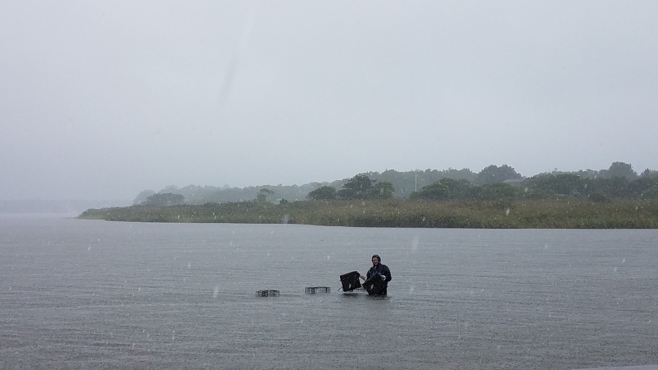 Michael Doall  of SOMAS checking on one of the oyster cages that were floated in Georgica Pond this summer as part of the Stony Brook team's experiment. 