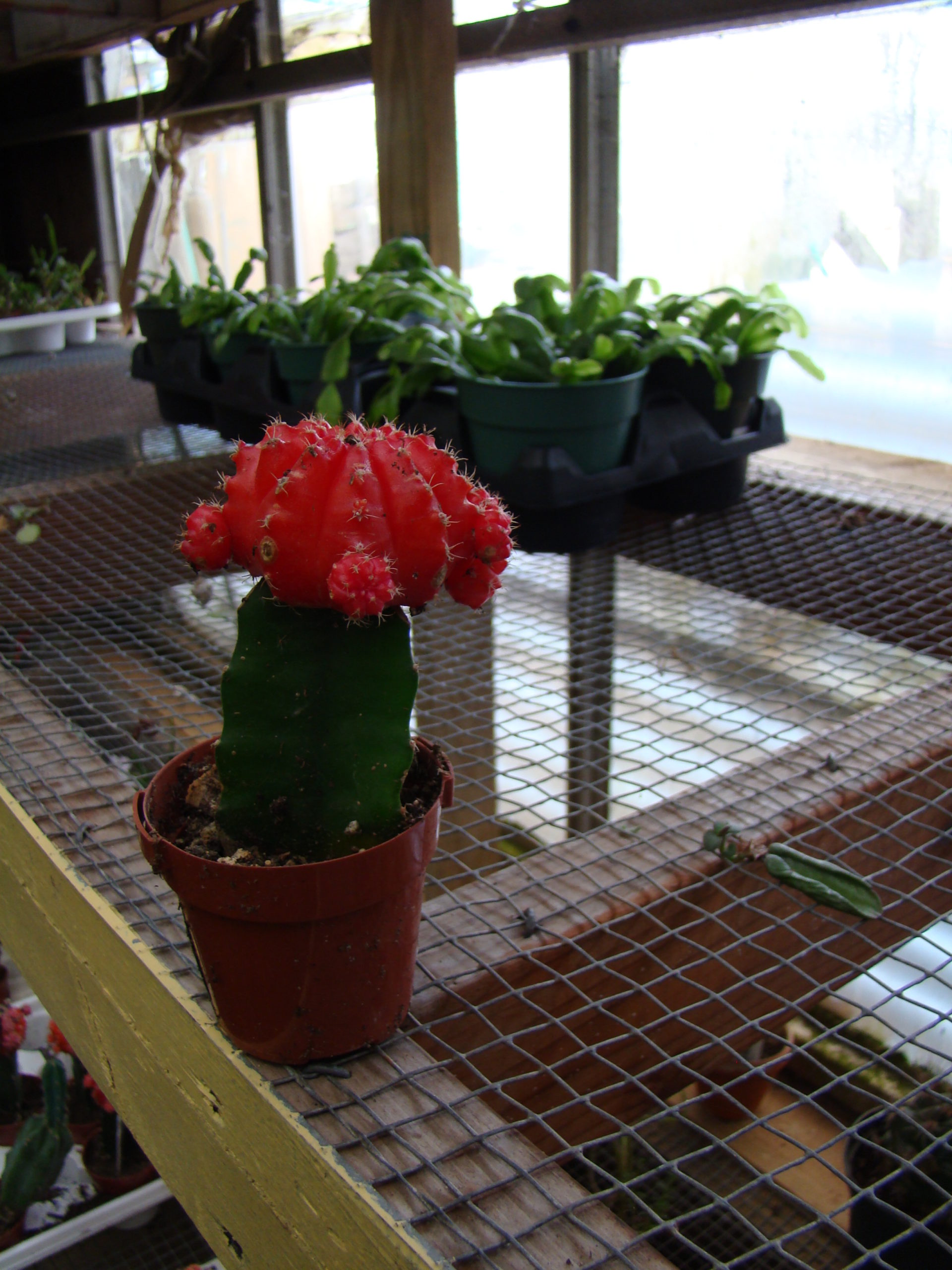 This is a grafted cactus where the colorful top is grafted to a different cactus below. These rarely live for long and can be a disappointment when give to children, giving them early black thumb phobias. It’s not their fault.