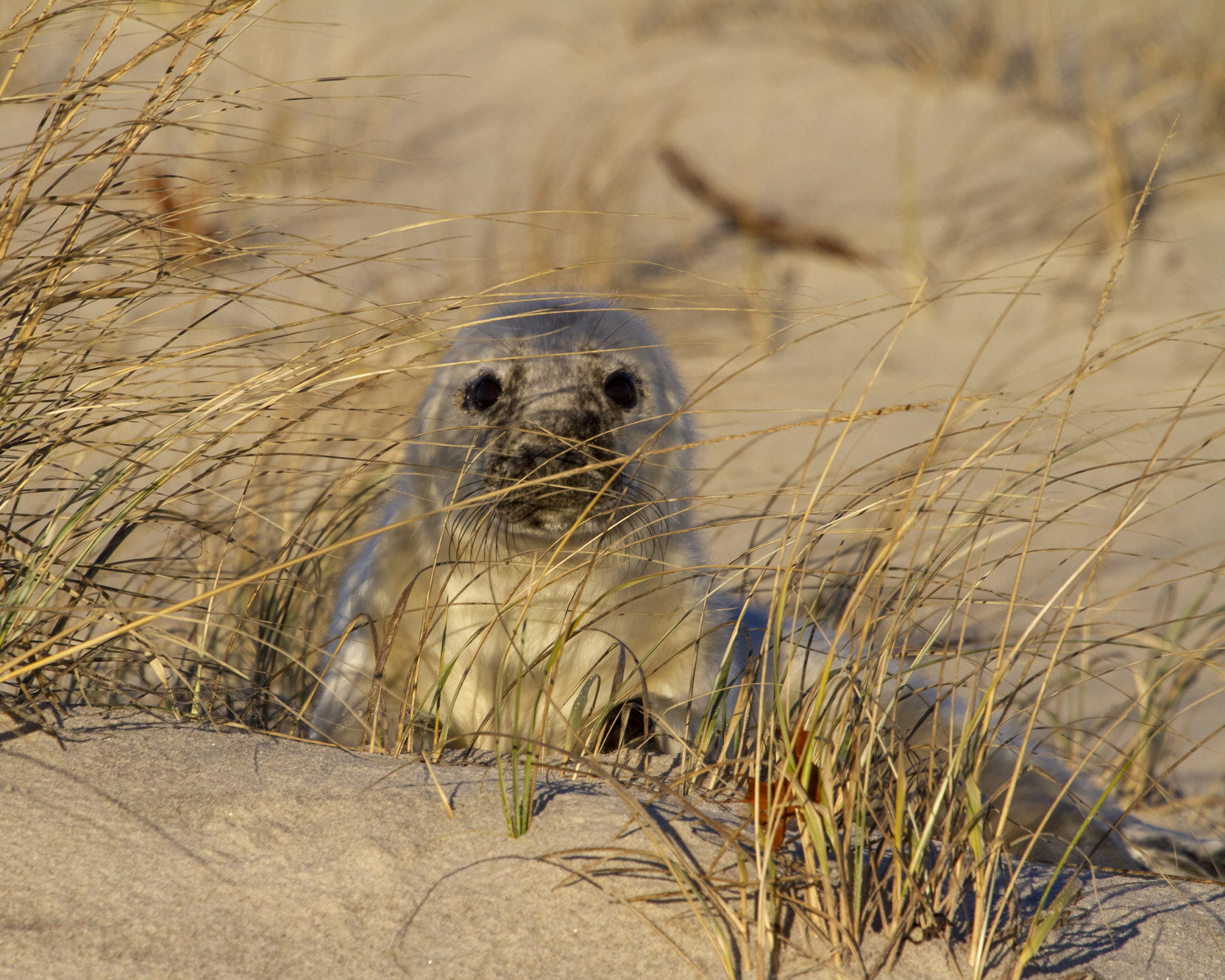 Grey seal pup with lanugo