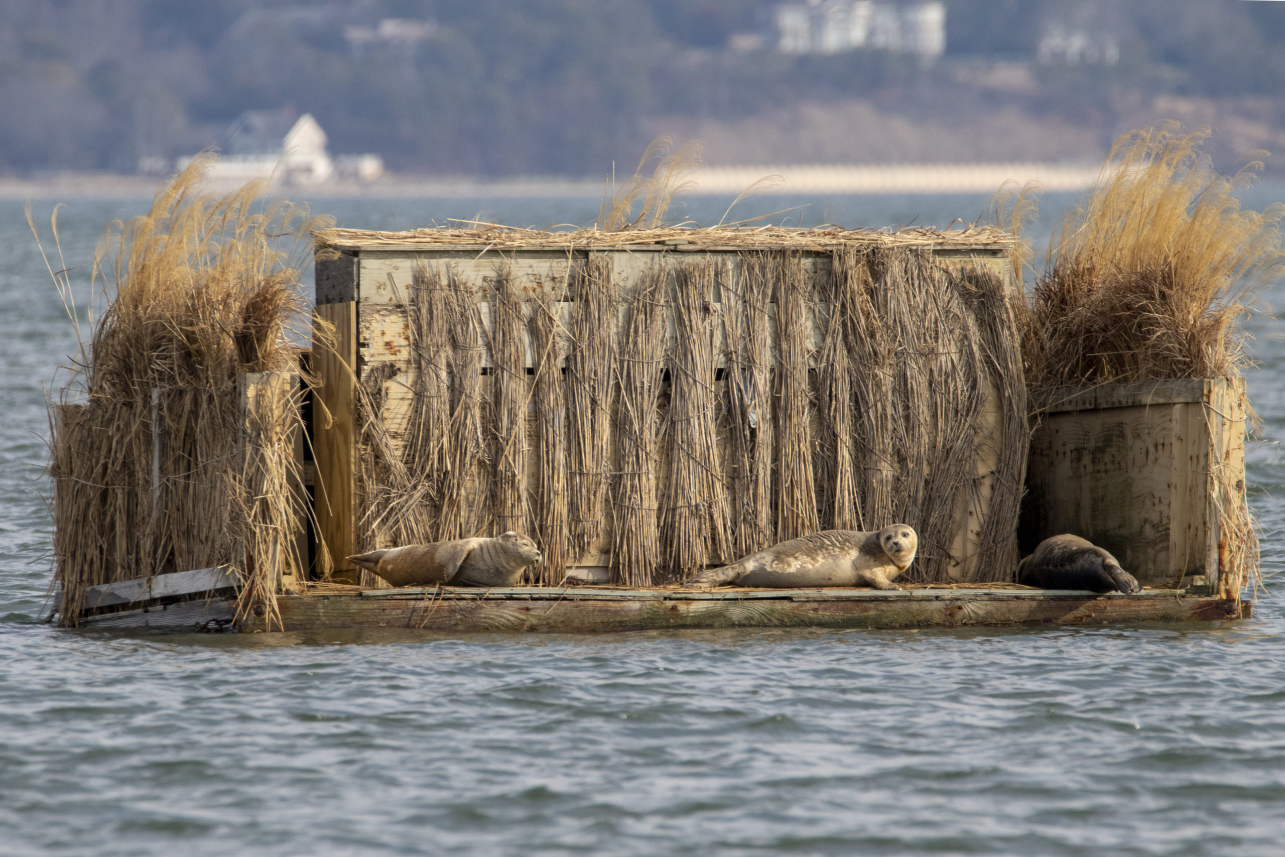 Harbor seals on a duck blind. 