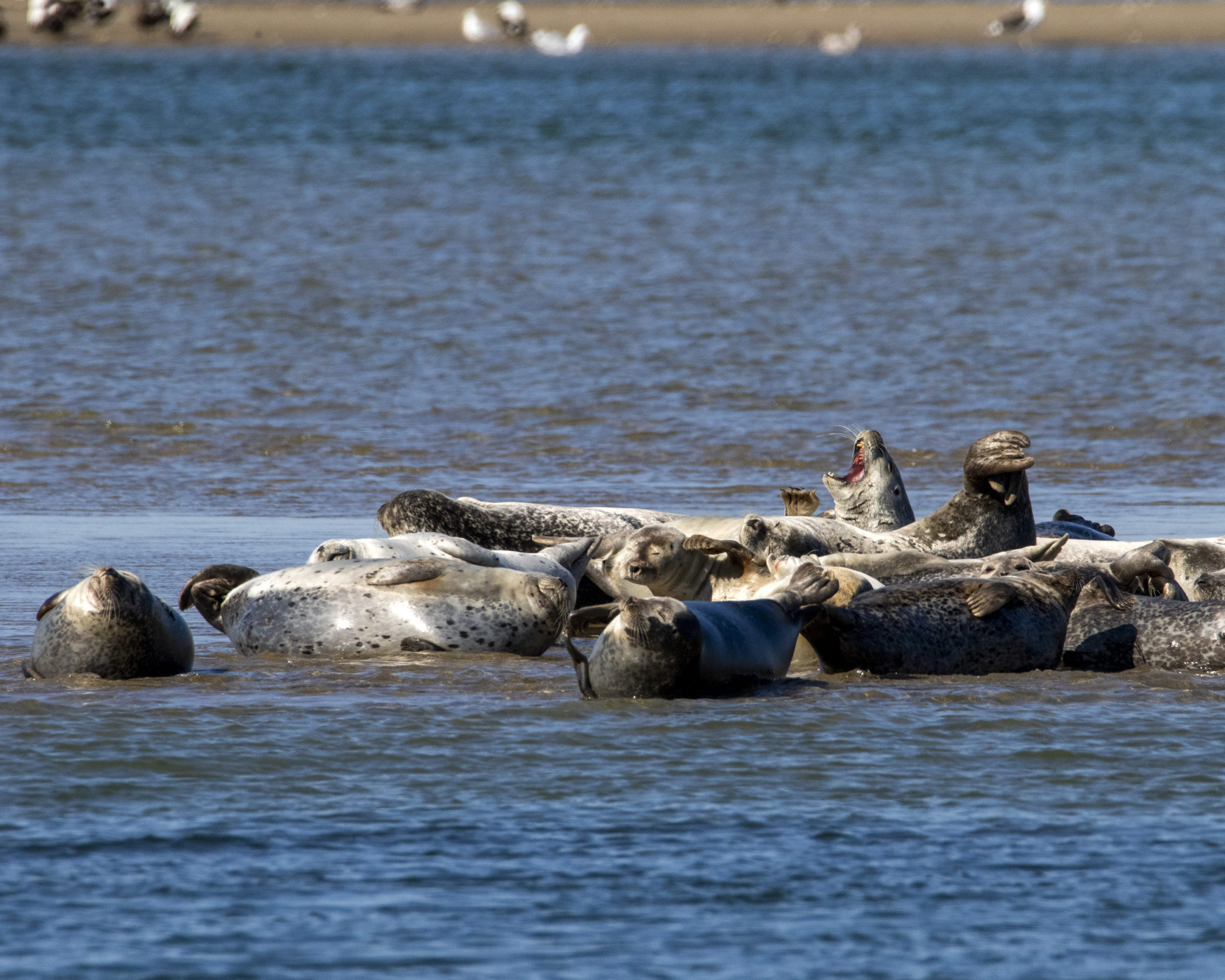 Harbor seals