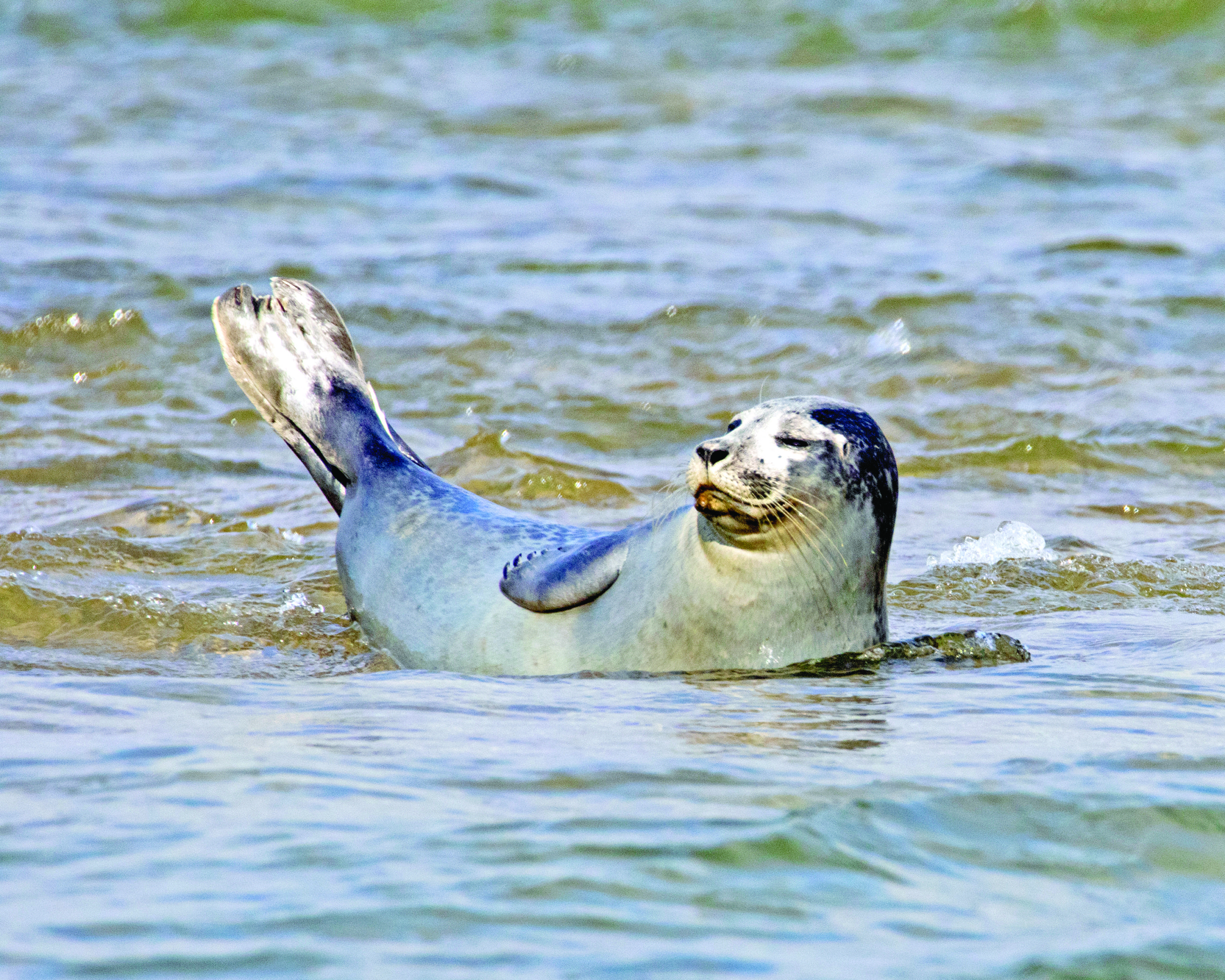 Harbor seal