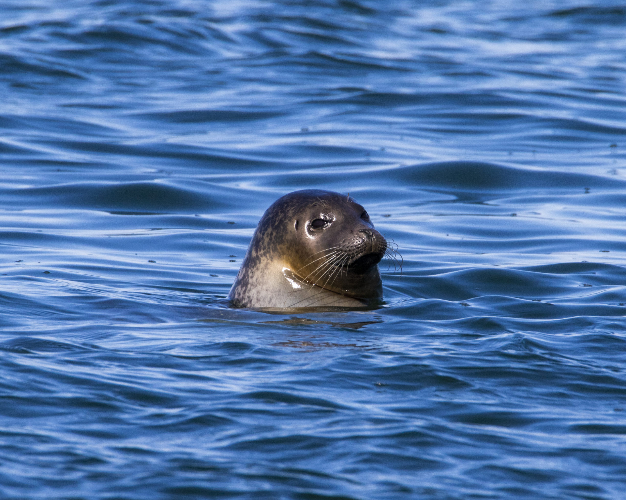 Harbor seal in water