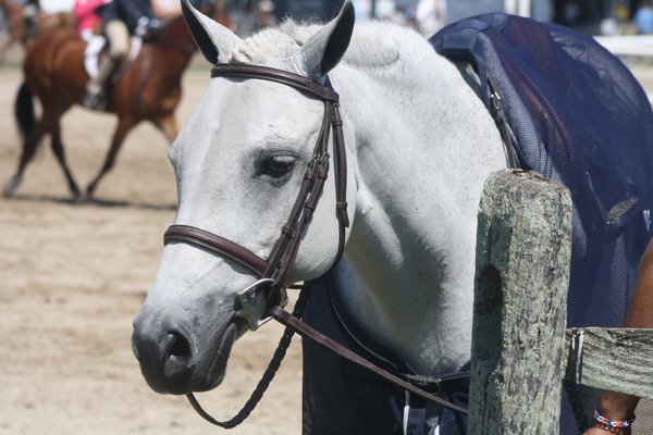 A pony patiently waits for his turn in the show ring. CAILIN RILEY