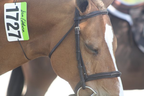 A horse displays a seventh-place ribbon on his bridle. CAILIN RILEY