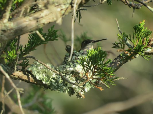 The female ruby-throated hummingbird sitting on her nest.   EILEEN SCHWINN