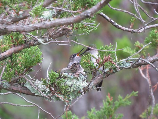 The female hummingbird feeding her young.  EILEEN SCHWINN