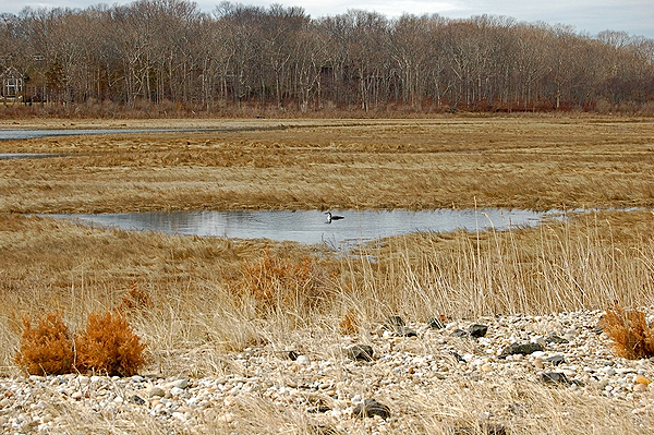  short wings for its body length (30 inches) and weight (9 pounds)