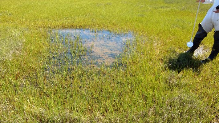 Surveying mosquito populations in the marshes of Accabonac Harbor by the East Hampton Town Trustees helped Suffolk County substantially reduce the amount of spraying of chemical pesticides around the harbor's marshes in 2018. 