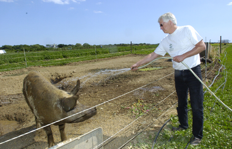 Harry Ludlow cools off a sow at his farm in Bridgehampton.
