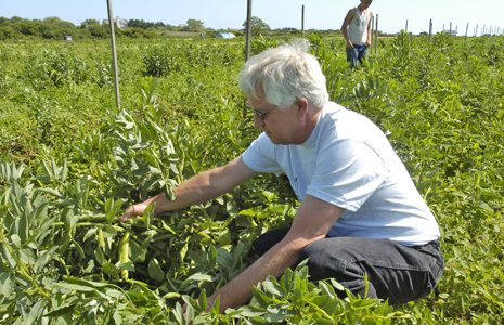 Harry Ludlow with some of the fava beans he has grown. The beans did well in the cold