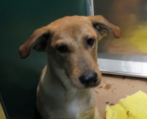 Rescued dog Nashville COURTESY OF ARF