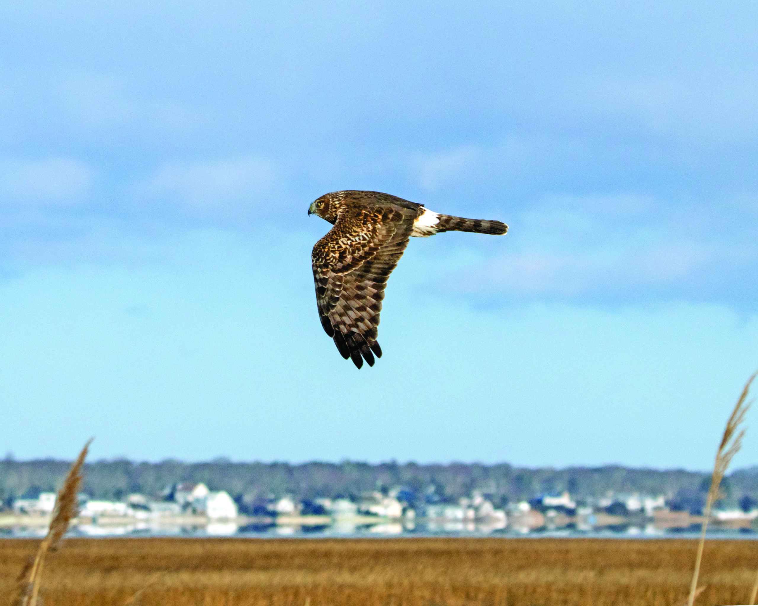 Northern harrier