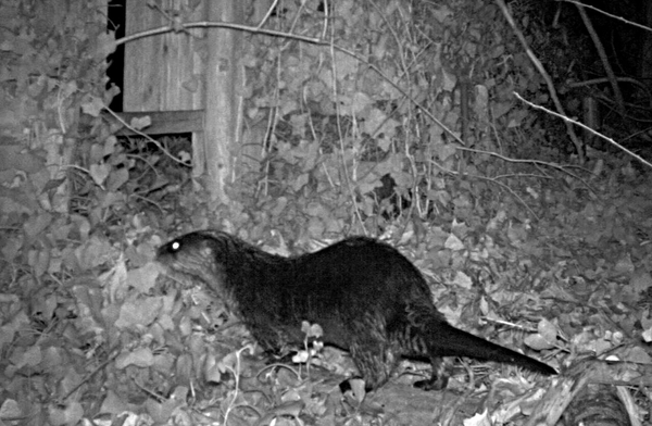 One of three river otters photographed at a site on the north shore of  Nassau County.
