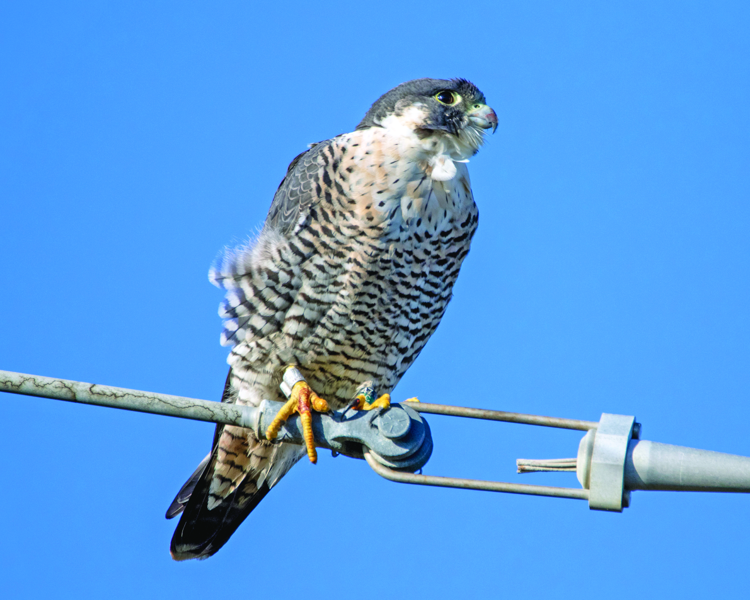 Peregrine falcon