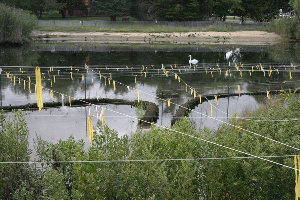 Michele Carlson led the design and construction of the storm water runoff abatement project at Pussy's Pond in Springs. Michael Wright